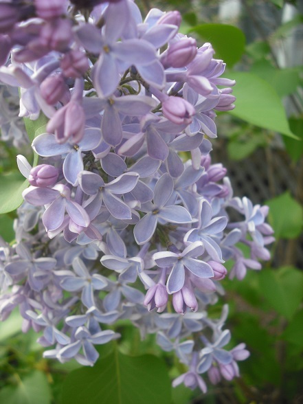 Lilas, Lilas commun, Syringa vulgaris 'Wedgewood Blue'