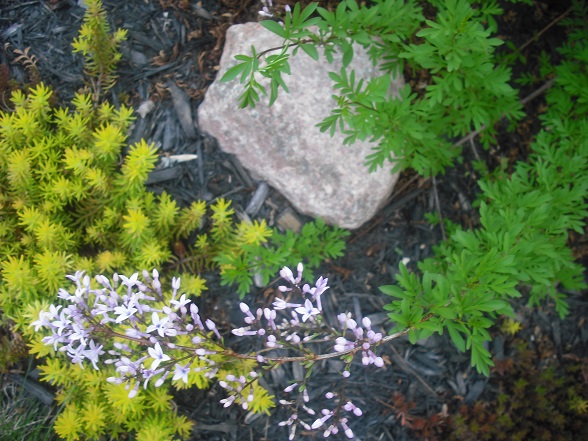 Lilas, Syringa ×persica 'laciniata'