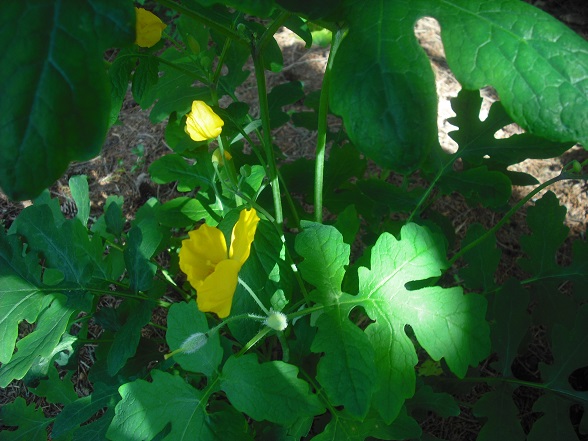 Pavot des bois Stylophorum diphyllum 