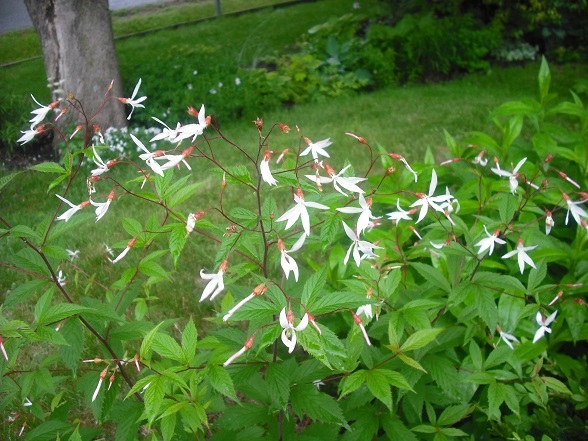 Porteranthus Gillenia trifoliata 