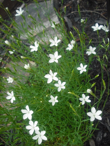 Oeillet, Oeillet &agrave; delta, Oeillet ciuch&eacute;, Oeillet glauque, Dianthus deltoides 'Confetti White'