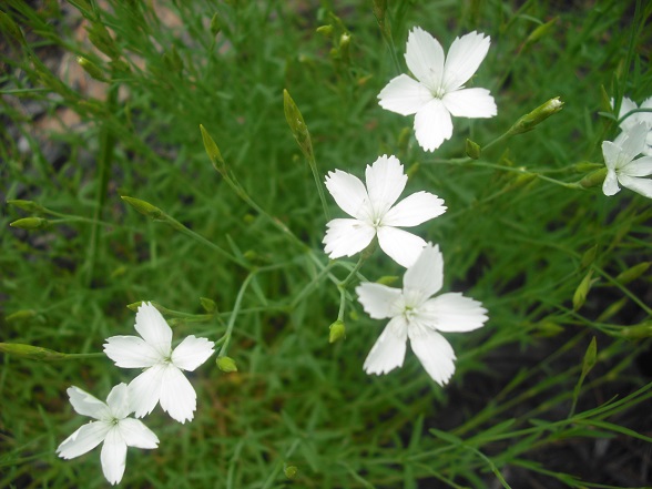 Oeillet, Oeillet &agrave; delta, Oeillet ciuch&eacute;, Oeillet glauque, Dianthus deltoides 'Confetti White'