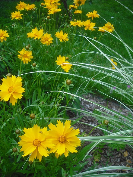 Cor&eacute;opsis, Cor&eacute;opsis &agrave; grande fleurs, Oeil de jeune fille, Coreopsis grandiflora 'Sunburst'