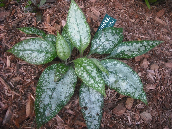 Pulmonaire, Pulmonaria angustifolia 'Excalibur'