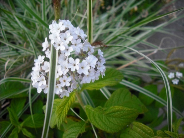 Héliotrope Heliotropium arborescens White perfume
