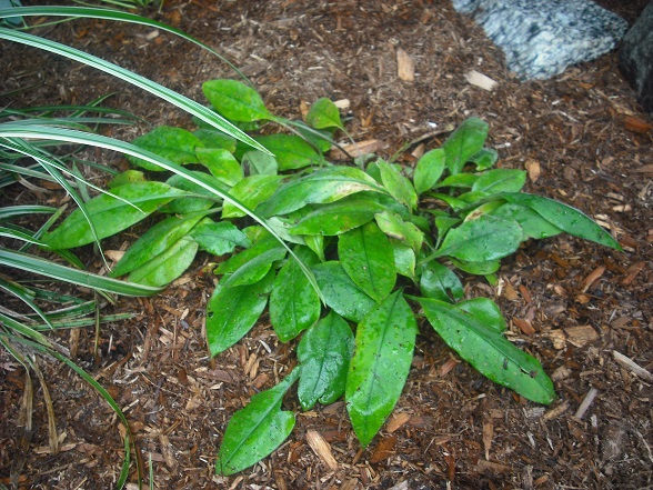 Pulmonaire, Pulmonaria angustifolia 'Azurea'