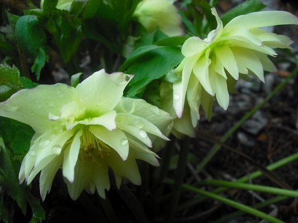 Hell&eacute;bore, S&eacute;rie Winter Jewels, Helleborus ×hybridus WJ 'Golden Lotus Strain'