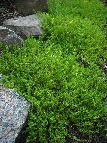 Turquette, Herniaria glabra 