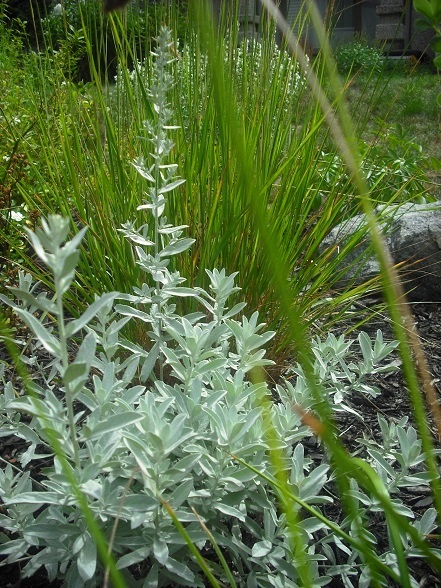 Armoise, Artemisia ludoviciana 'Valeris Finnis'