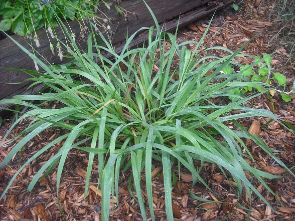 Éragrostide Eragrostis spectabilis 