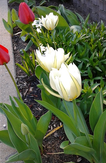 Tulipe, tulipes Tulipa fosteriana Exotic Emperor
