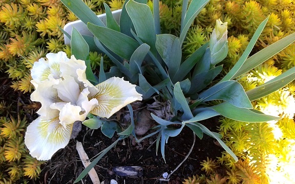 Iris d&rsquo;Allemagne, Iris barbu, Iris germanica 'Leprechaun&rsquo;s Purse'