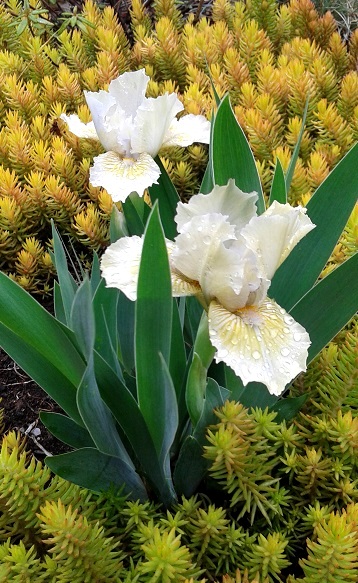Iris d&rsquo;Allemagne, Iris barbu, Iris germanica 'Leprechaun&rsquo;s Purse'
