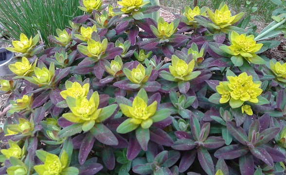 Euphorbe, Euphorbia polychroma 'Bonfire'