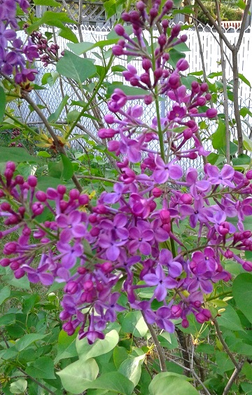 Lilas, Syringa ×hyacinthiflora 'Pocahontas'