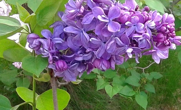 Lilas, Lilas commun, Syringa vulgaris 'Violetta'