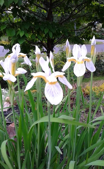Iris de Sib&eacute;rie, Iris sibirica 'Suji Ori'
