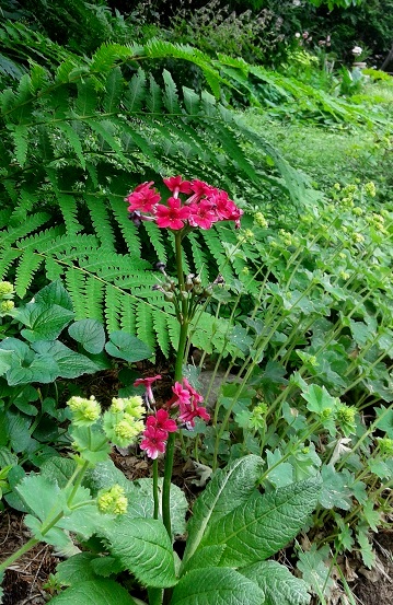Primevère, primulas Primevère du Japon Primula japonica Miller's Crimson