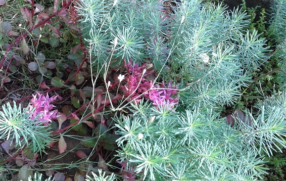 Euphorbe, Euphorbe petit&#8211;cypr&egrave;s, Euphorbia cyparissias 'Fens Ruby'