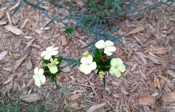 Oeillet, Dianthus knappii '&Yuml;ellow Harmony'