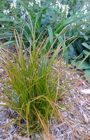 Carex, laîches Carex testacea 