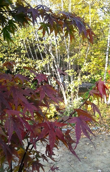 &#201;rable, Acer ×pseudosieboldianum 'First Flame'
