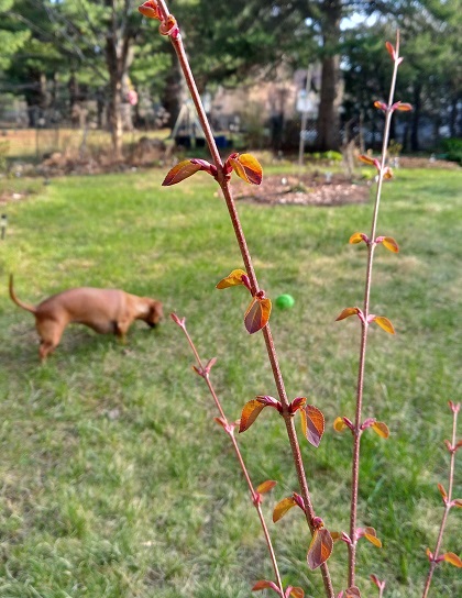 Arbre &agrave; caramel, Arbre de Katsura, Cercidiphyllum japonicum 