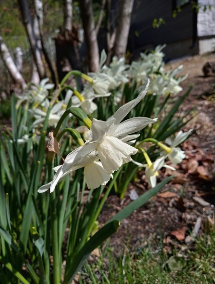 Narcisse Narcissus Thalia