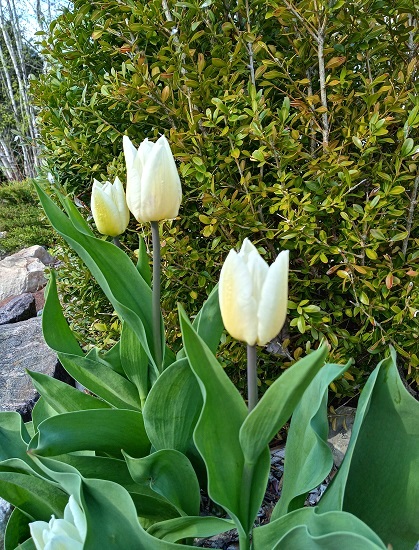 Tulipe, tulipes, Tulipa 'Calgary'