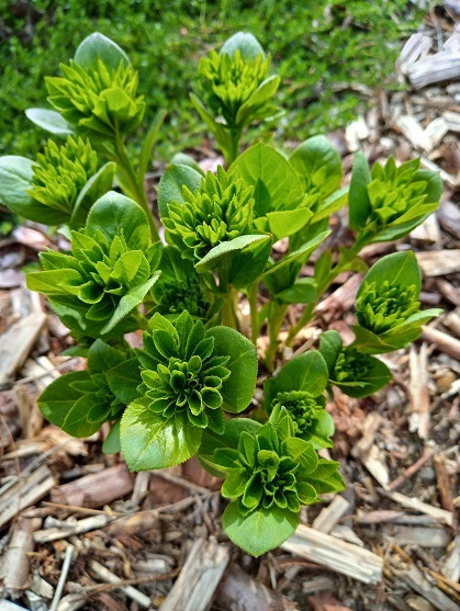 Fraxinelle, Fraxinelle, buisson ardent, Dictamnus albus 'Albiflorus'