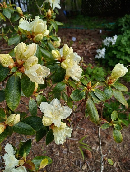 Rhododendron 'Ivory Coast'