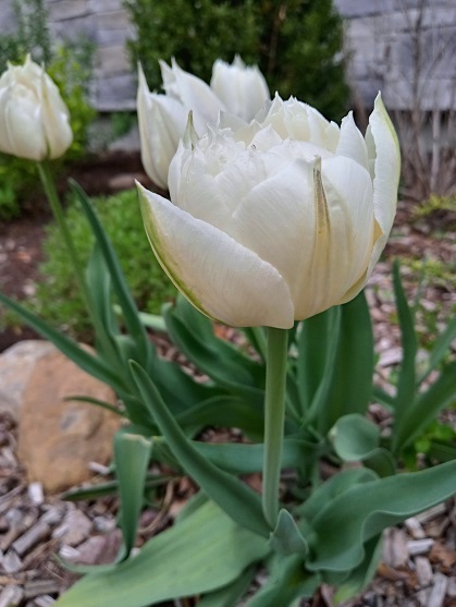 Tulipe, tulipes, Tulipa 'Mount Tacoma'
