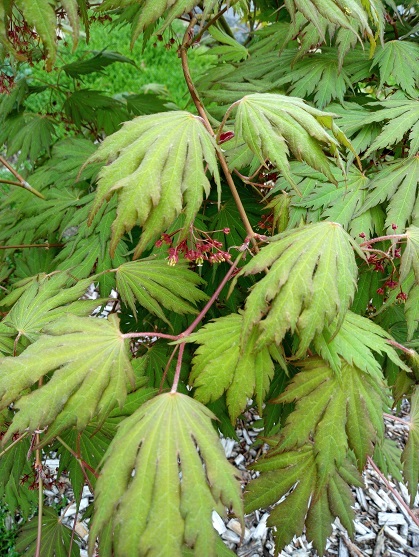 Érable Acer ×pseudosieboldianum 