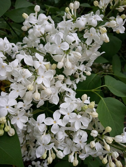 Lilas, Syringa ×hyacinthiflora 'Mount Baker'