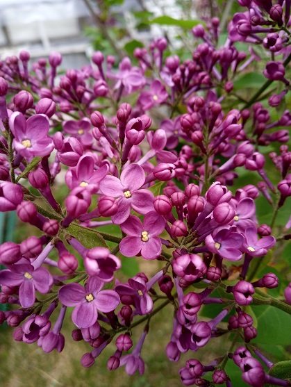 Lilas Syringa ×hyacinthiflora Pocahontas