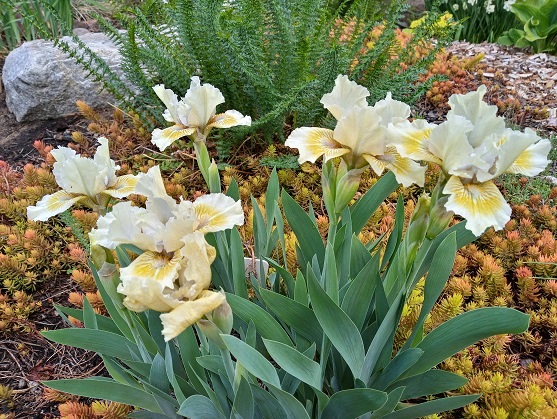 Iris d'Allemagne, Iris barbu Iris germanica Leprechaun's Purse