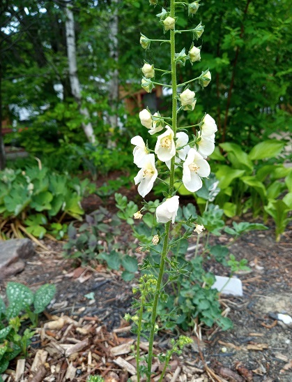 Mol&egrave;ne, Mol&egrave;ne de Ph&eacute;nicie, Verbascum phoeniceum 'Flush of White'