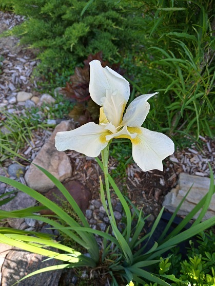 Iris de Sib&eacute;rie, Iris sibirica 'White Swirl'