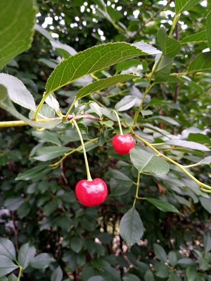 Prunier, Prunus 'Romeo'