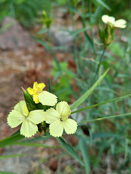 Oeillet Dianthus knappii Yellow Harmony