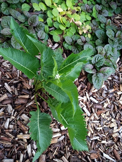 Parthenium integrifolium 