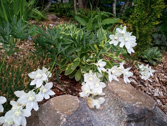Delphinium ×belladonna Casa blanca