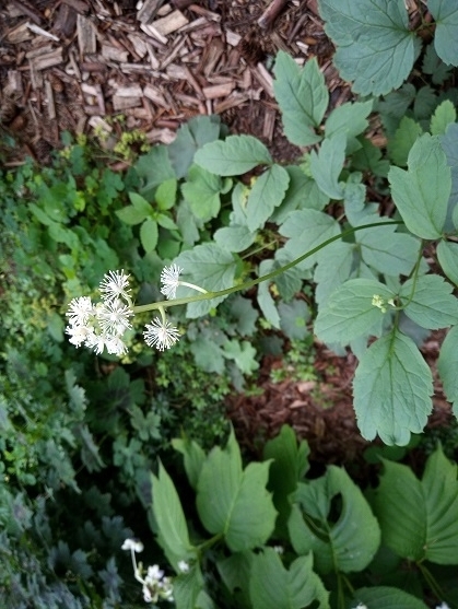 Actée, cierge d'argent, Cimicifuga Actée à gros pédicelles, actée blanche Actaea pachypoda Silver Leaf