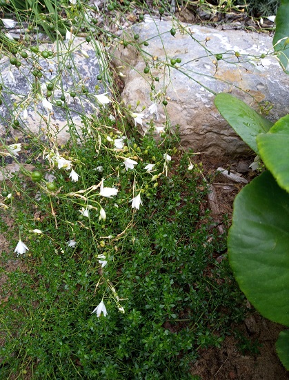 Phalangère ramifiée Anthericum ramosum 