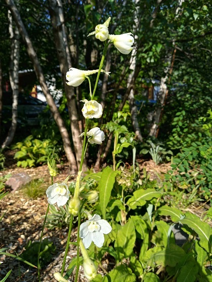 Delphinium ×belladonna 'Casa Blanca'