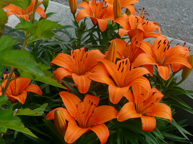 Lys, Asiatique, Lilium ×asiatique 'Pixie orange'