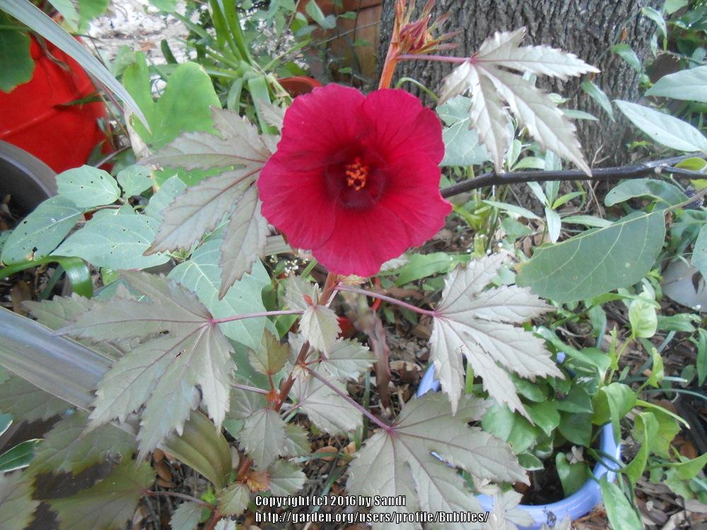 Hibiscus acetosella Red Shield