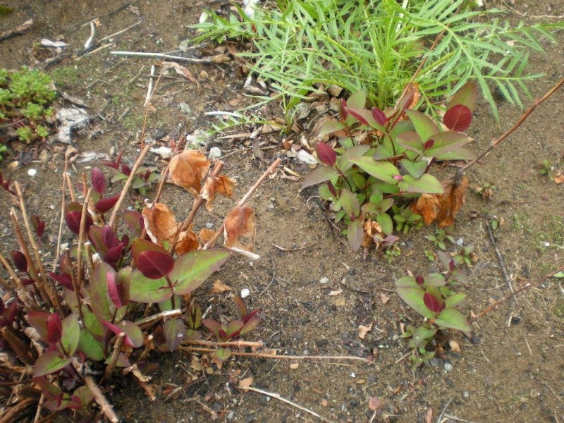 Millepertuis, Millepertuis andros&egrave;me, Hypericum androsaemum 'Albury Purple'