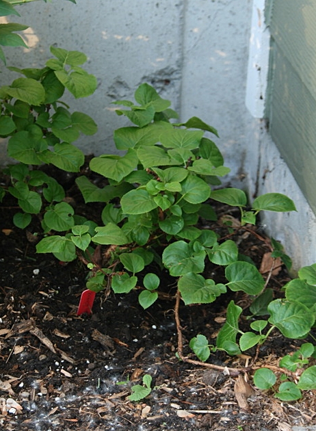 Hydrang&eacute;e, Hydrangea anomala 'subsp. petiolaris'