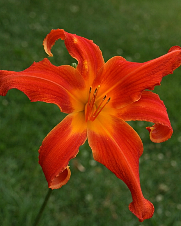 H&eacute;m&eacute;rocalle, Hemerocallis ×hybrida 'Heavenly Orange Blaze'